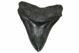 Serrated, Fossil Megalodon Tooth - South Carolina #360778-1